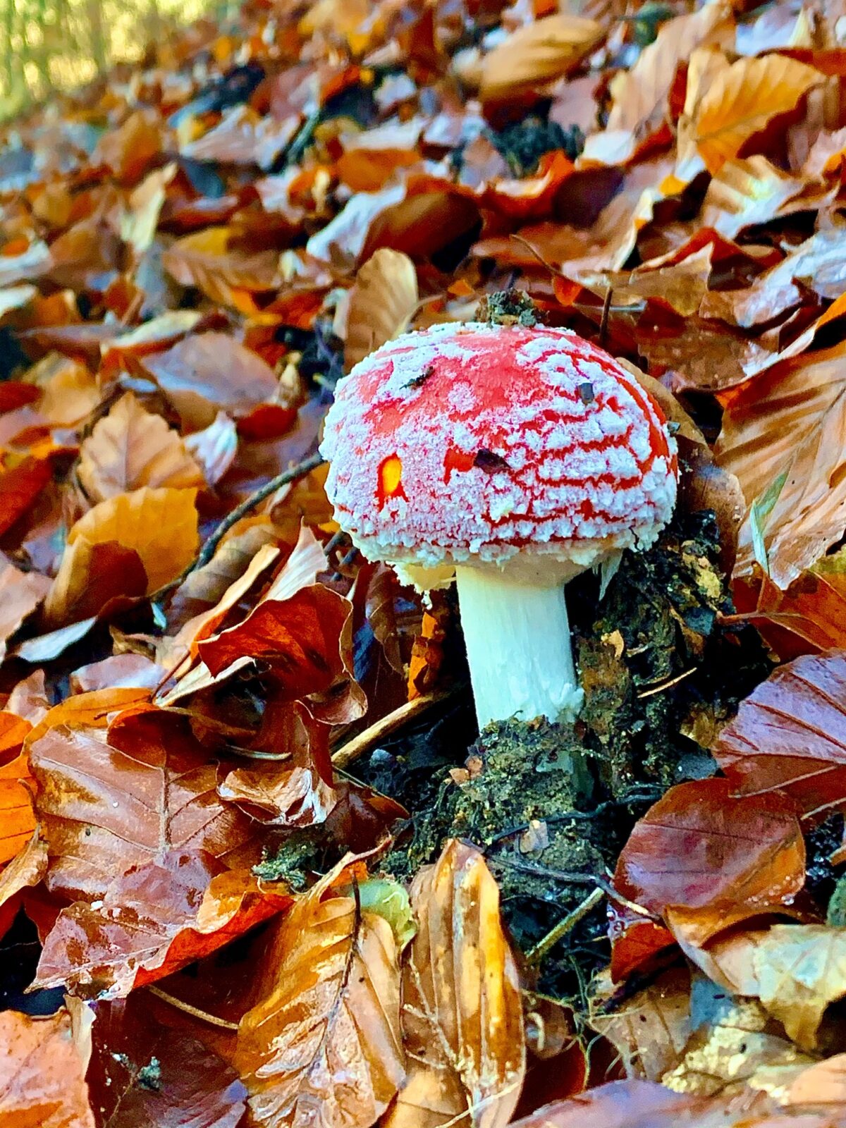 amanita